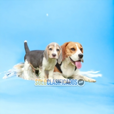 Hermosos Cachorros beagle harrier illinois... 