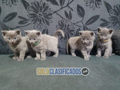 Russian Blue kittens for sale 2 girls 2 boys... 