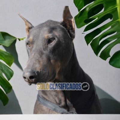 DOBERMAN BLUE LIKE DOG LOVE THERE IS NONE... 