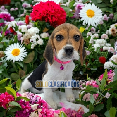 Cute BEAGLE HARRIER  para tu hogar... 