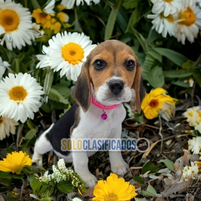 SWEETIE BEAGLE HARRIER FOR FAMILY... 