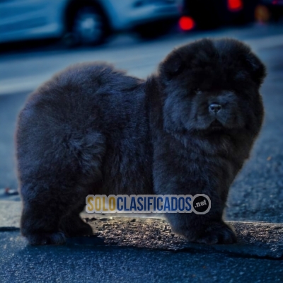 CHOW CHOW DISPONIBLE/AVAILABLE... 