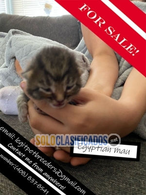 Egyptian Mau kittens for sale... 