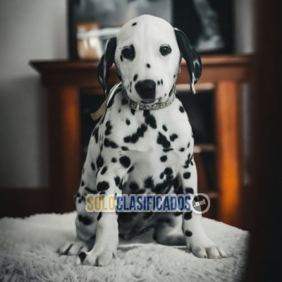 DALMATA DISPONIBLE/AVAILABLE... 