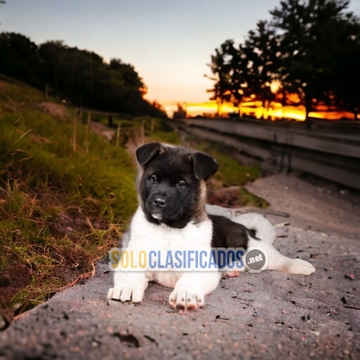 Akita Americano Lindos y Nobles Cachorros... 