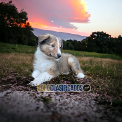 HERMOSO CACHORRO  PASTOR COLLIE PARA SU HOGAR... 