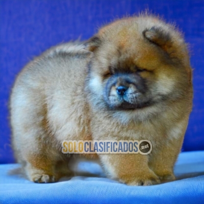 PRECIOSOS DOG CHOW CHOW ilinois... 