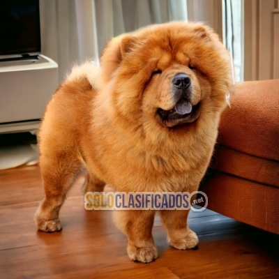 CHOW CHOW CACHORRITO... 