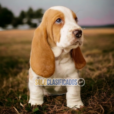 HAIRY BASSET HOUND AVAILABLE... 