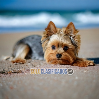 VENTAS DE HERMOSOS CACHORROS DE  RAZA YORKIES... 