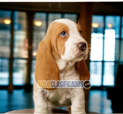 Friendly and Lovely Basset Hound Puppy... 