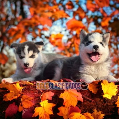 HUSKY SIBERIANO AVAILABLE NORTH CAROLINA NOW... 