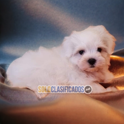 BICHON MALTÉS          IT WILL BE YOUR BEST COMPANY FROM NOW ON C... 