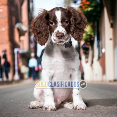 SPRINGER SPANIEL  I WILL BE YOUR BEST FAITHFUL FRIEND FROM TODAY... 