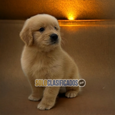 LINDO CACHORRO GOLDEN RETRIEVIER PARA SU HOGAR... 