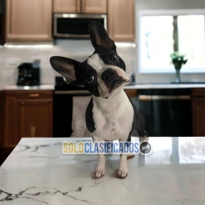 Beautiful puppies available BOSTON TERRIER with the best market c... 
