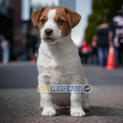 LINDO CACHORRO JACK RUSSEL  EN VENTA COMPRALO AHORA... 