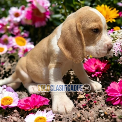 GORGEOUS PUPPIES BEAGLE HARRIER... 