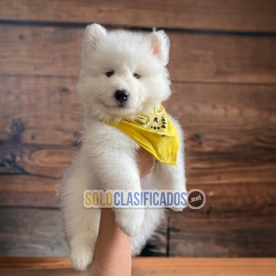 Samoyedo Unicos y Bellos Cachorros... 