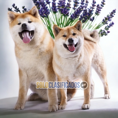 LOVELY AKITA INU JAPONES PETS AVAILABLE NOW... 