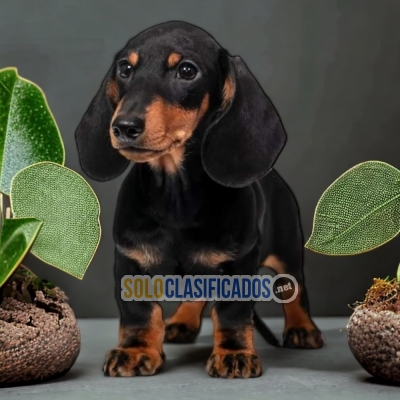 1ADORABLE DACHHUND NEGRO FUEGO... 