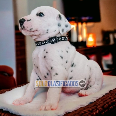 SALE RACE DALMATA... 