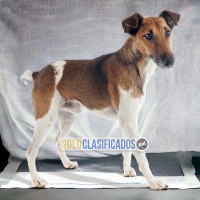 SHORT HAIRED FOX TERRIER DOGS AVAILABLE... 