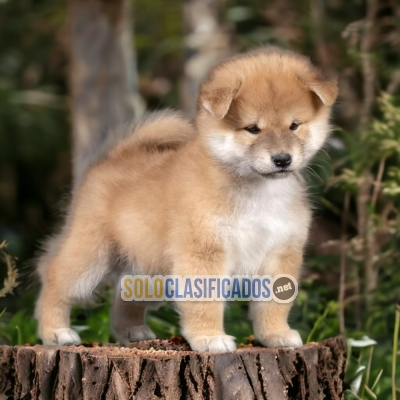 Bellisimos  cachorros de raza Akita Inu... 