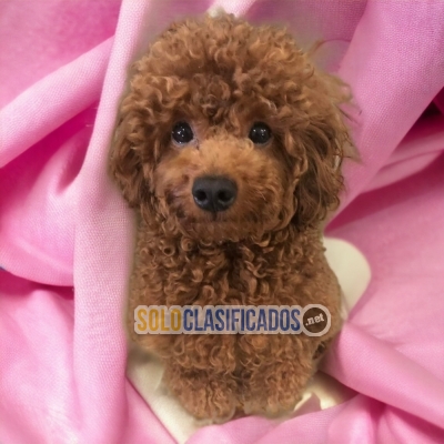 Cute FRENCH POODLE RED para tu hogar... 