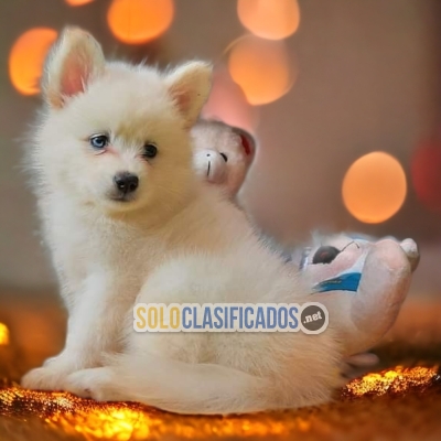 CUTE AKITA INU JAPONES... 