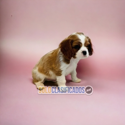 Beautiful puppies available CAVALIER KING CHARLES SPANIEL DR... 