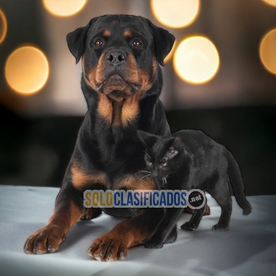 ROTTWEILER LÍNEA ALEMÁN     IT WILL BE YOUR BEST COMPANY FROM NOW... 