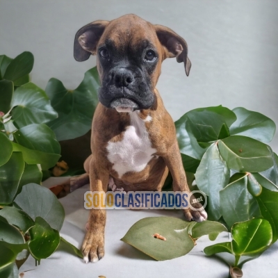 CUTE BOXER PUPPY FOR SALEE... 