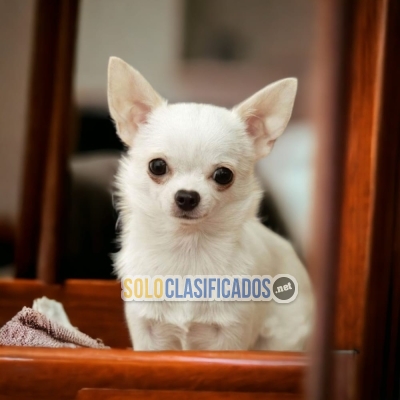 Preciosos cachorros CHIHUAHUA PELO LARGO... 