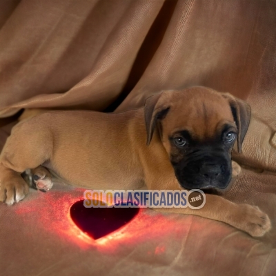 Beautiful puppies available BOXER with the best market conditions... 