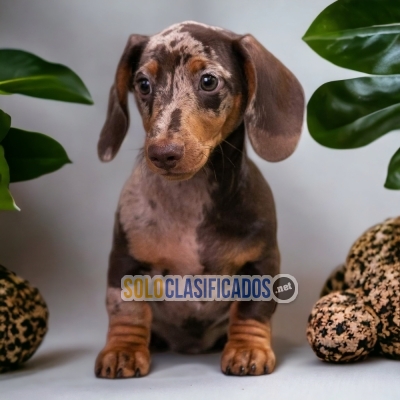 ADORABLE HARLEQUIN SAUSAGE AVAILABLE HERE AT THE BEST PRICE... 