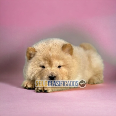 CHOW CHOW DISPONIBLE AQUI... 