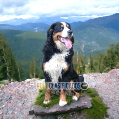 Bernese de Montaña Hermosos Cachorros para tu Hogar... 