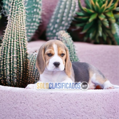 DISPONIBLES/AVAILABLE MASCOTAS/PETS BEAGLE POKET AMERICANO... 