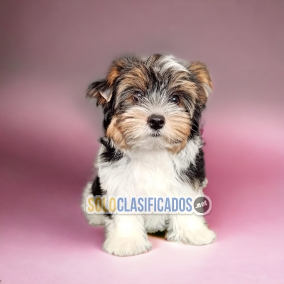 YOSHIRE TERRIER NORTH C... 