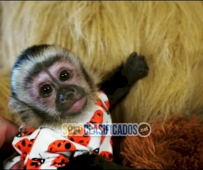 Mono capuchino bebe para adoptar7UUUUUUUUUUUUUUU... 
