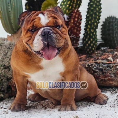 English Bulldog Best Company for You... 