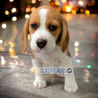 BEAGLE PONET AMERICANO LOVE PUPPY... 