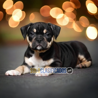 SALE RACE AMERICAN BULLY... 