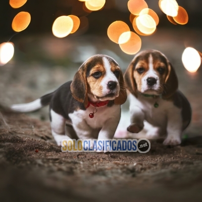 BEAGLE POCKET AMERICANO          IT WILL BE YOUR BEST COMPANY FRO... 