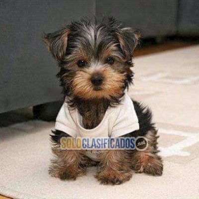 Yorkie puppy with up to date vaccinations for sal... 