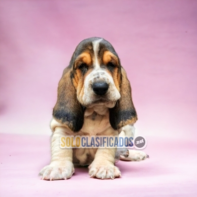 BASSET HOUND AVAILABLIE NORTH CAROLINA NOW... 