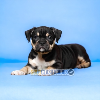 Bonitos y Encantadores cachorros American Bully... 