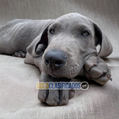 BEAUTIFUL GRAN DANES PUPPY FOR SALE... 