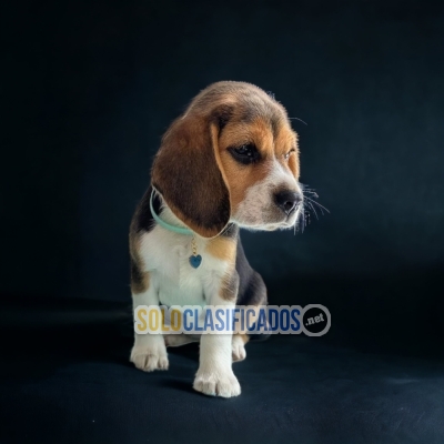 Precious Puppies Beagle Americano... 